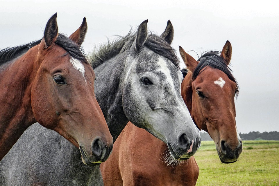 End the Horse Slaughter Age 