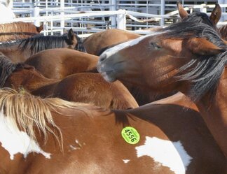Horsemeat, lawsuit
