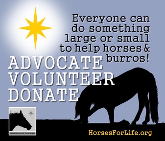 Giving Tuesday Horses