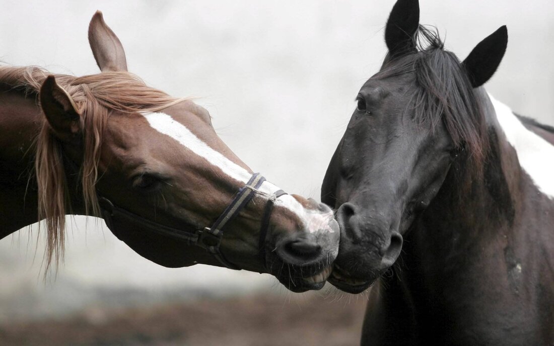 Horse Slaughter, SAFE Act