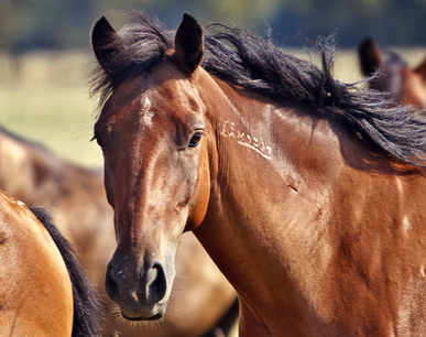 Appropriations, Wild Horses, Path Forward