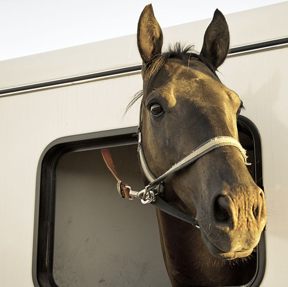 Horse Transportation Safety Act