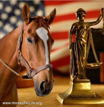 horse slaughter, lawsuit, USDA