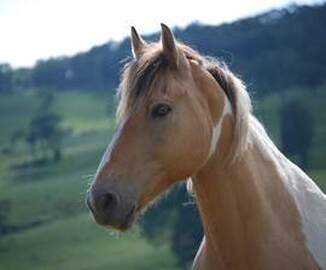 Horse Slaughter European Commission Horsemeat