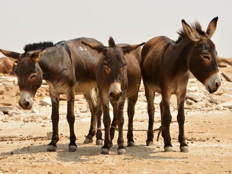 Donkey Skins, Ejiao